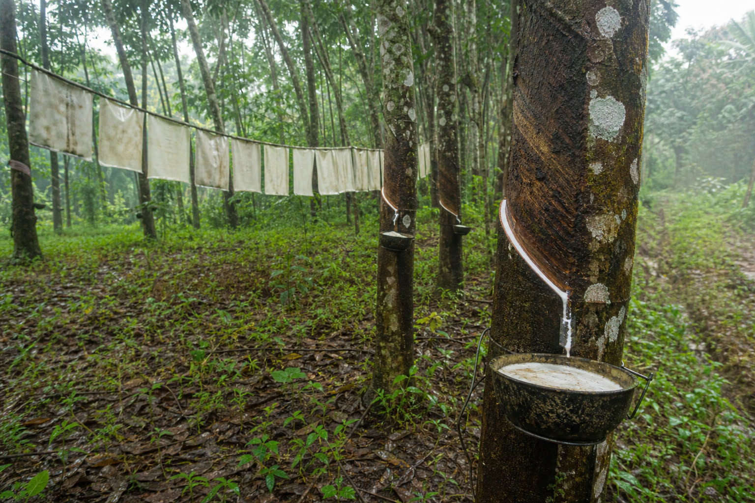 Kerala's Rubber Belt and Pine Chemicals: Turpentine, Pine Tar, and Rosin Esters
